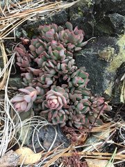 Sedum laxum