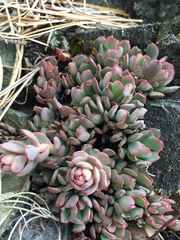 Sedum laxum