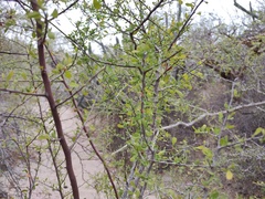 Condalia globosa