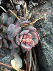Sedum laxum
