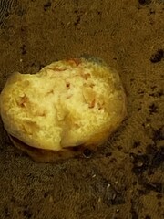 Agaricomycetes