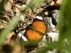 Cethosia penthesilea