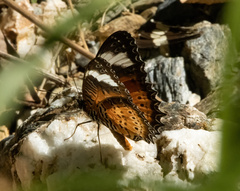 Cethosia penthesilea