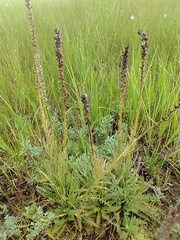 Pedicularis attollens