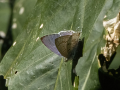 Catopyrops florinda