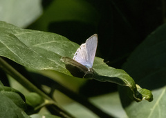 Catopyrops florinda