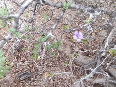 Ruellia californica peninsularis