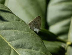Catopyrops florinda