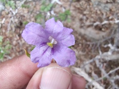 Ruellia californica peninsularis