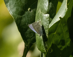 Catopyrops florinda