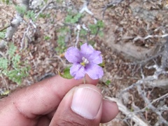 Ruellia californica peninsularis