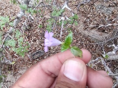 Ruellia californica peninsularis