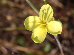 Diplotaxis tenuifolia