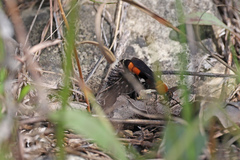 Psorthaspis sanguinea