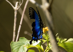 Papilio pericles
