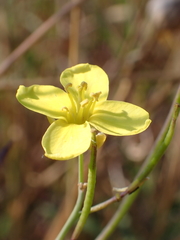 Diplotaxis tenuifolia