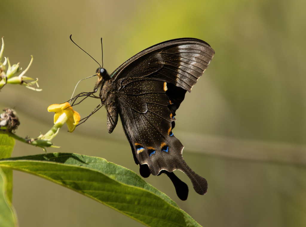 Glosswing Swallowtail