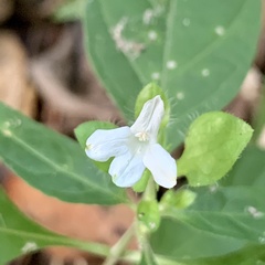 Yeatesia viridiflora
