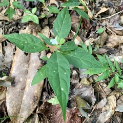 Yeatesia viridiflora