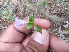 Ruellia californica peninsularis