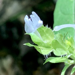 Yeatesia viridiflora