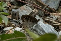 Ypthima aphnius