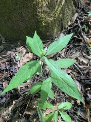 Yeatesia viridiflora