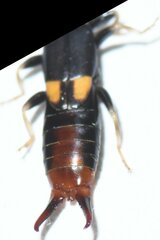Marava arachidis