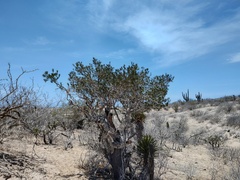 Forchhammeria watsonii