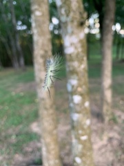 Acronicta americana