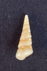 Colpospira guillaumei