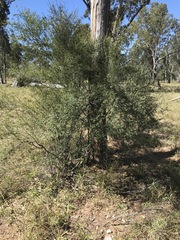 Erythroxylum australe