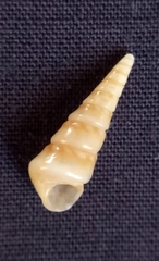 Colpospira guillaumei