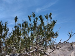 Forchhammeria watsonii