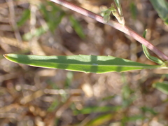 Diplotaxis tenuifolia