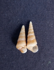 Colpospira guillaumei