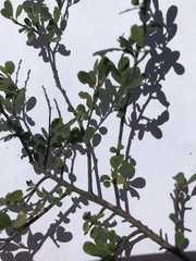 Erythroxylum australe