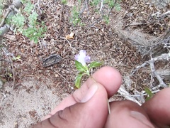 Ruellia californica peninsularis