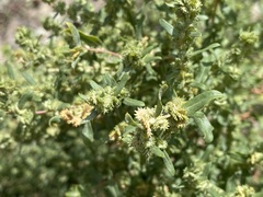 Atriplex elegans