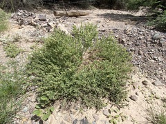 Atriplex elegans