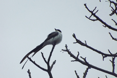 Tyrannus savana