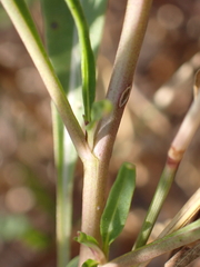 Diplotaxis tenuifolia