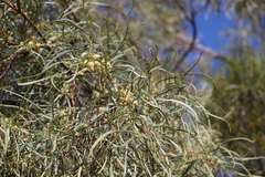 Acacia cambagei