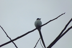 Tyrannus savana