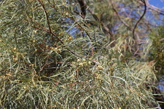 Acacia cambagei
