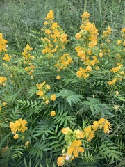 Senna hirsuta