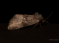 Meropleon diversicolor