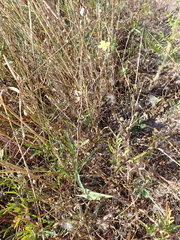 Diplotaxis tenuifolia