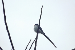 Tyrannus savana
