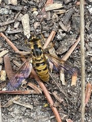 Callinicus pollenius